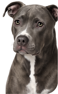 Dog Center