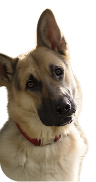 Dog-left